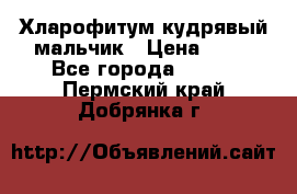 Хларофитум кудрявый мальчик › Цена ­ 30 - Все города  »    . Пермский край,Добрянка г.